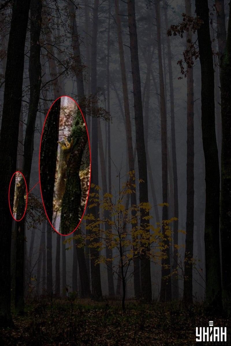 Apenas 2% das pessoas conseguem encontrar um esquilo na floresta em 12 segundos: uma espantosa ilusão de ótica