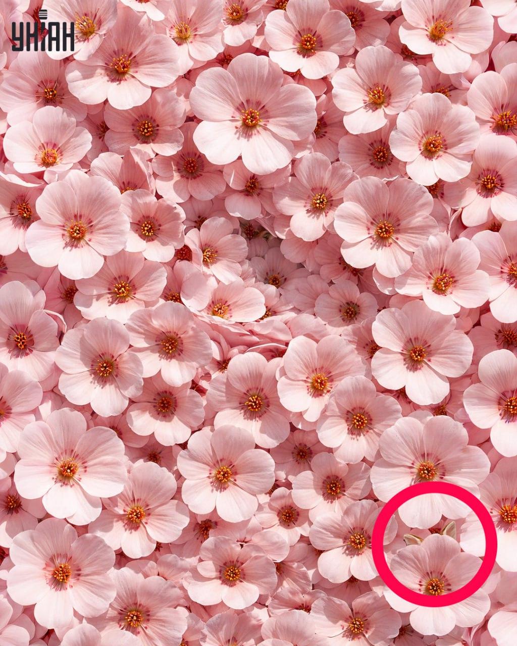 Apenas 1% das pessoas consegue encontrar um coelho em 11 segundos: uma ilusão de ótica surpreendentemente complexa