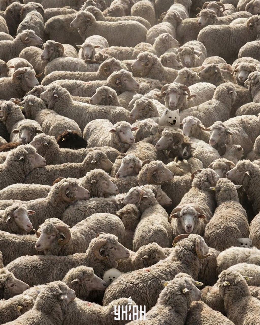 Apenas um em cada 100 consegue encontrar todos os cães da imagem em 12 segundos: um jogo de puzzle desafiante