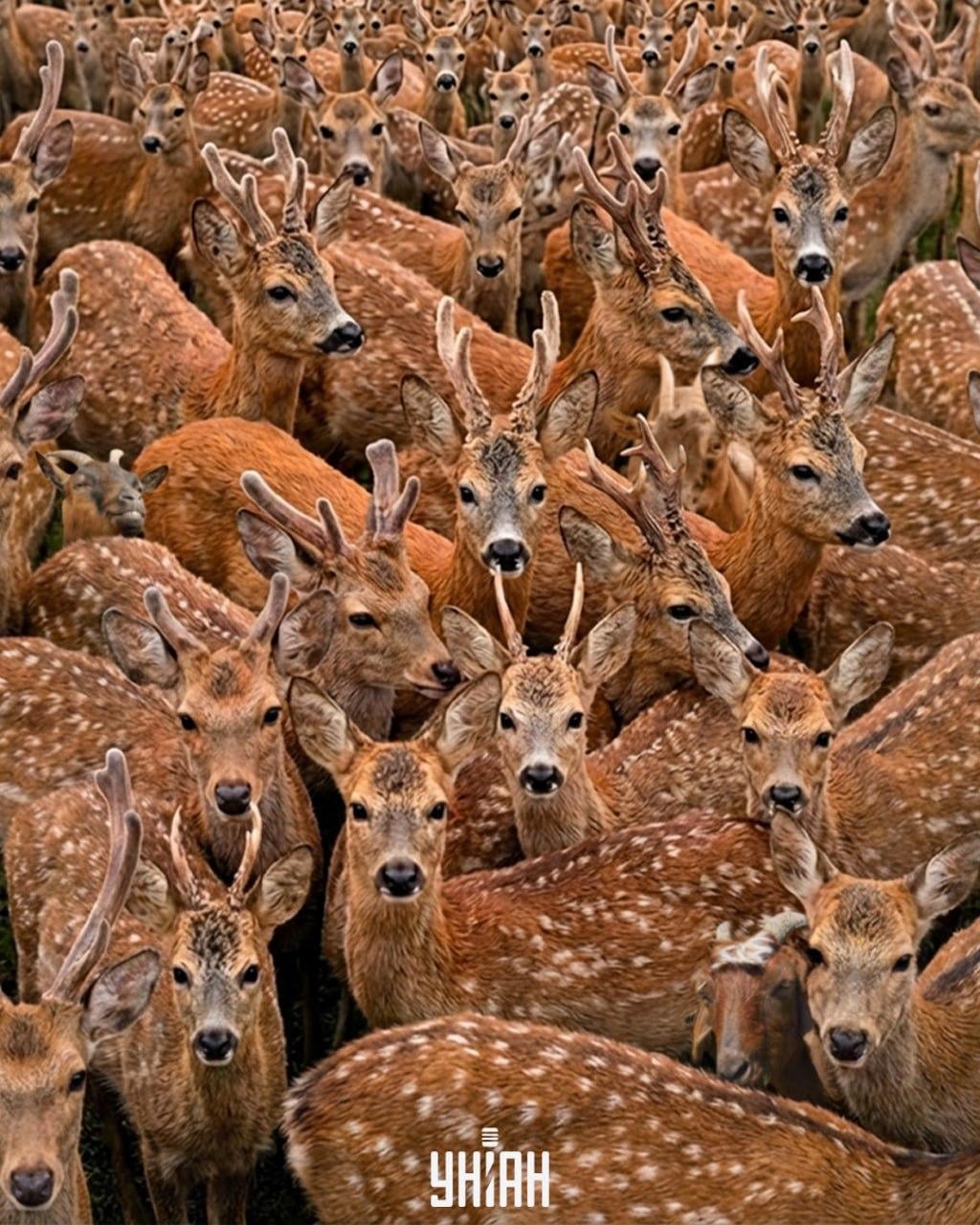 Necessidade de encontrar três cabras entre renas em 11 segundos: uma ilusão de ótica muito complexa