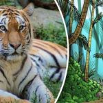 Ilusão de ótica para unicórnios: tem de encontrar um tigre
