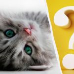 Só as pessoas com um QI elevado conseguem ver um