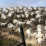 Um puzzle para quem tem boa visão: tem de encontrar